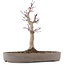 Acer palmatum, 23 cm, ± 10 years old