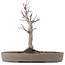 Acer palmatum, 23 cm, ± 10 Jahre alt