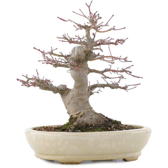 Acer palmatum, 21,5 cm, ± 25 anni, in un vaso giapponese fatto a mano da Hattori con un nebari di 9,5 cm