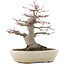 Acer palmatum, 21,5 cm, ± 25 años, en maceta japonesa hecha a mano por Hattori con un nebari de 9,5 cm