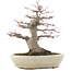 Acer palmatum, 21,5 cm, ± 25 years old, in a handmade Japanese pot by Hattori with a nebari of 9,5 cm