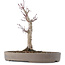 Acer palmatum, 23 cm, ± 10 Jahre alt