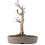 Acer palmatum, 23 cm, ± 10 Jahre alt