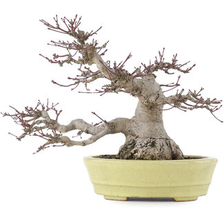 Hattori Acer palmatum, 24 cm, ± 30 Jahre alt