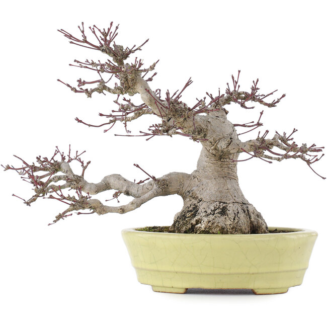 Acer palmatum, 24 cm, ± 30 years old, in a handmade Japanese pot by Hattori