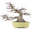 Acer palmatum, 24 cm, ± 30 jaar oud, in een handgemaakte Japanse pot van Hattori