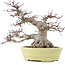 Acer palmatum, 24 cm, ± 30 years old, in a handmade Japanese pot by Hattori