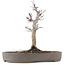 Acer palmatum, 23 cm, ± 10 Jahre alt