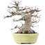 Acer palmatum, 24 cm, ± 30 años, en una maceta japonesa hecha a mano por Hattori