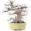 Acer palmatum, 24 cm, ± 30 years old, in a handmade Japanese pot by Hattori