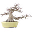 Acer palmatum, 24 cm, ± 30 Jahre alt, in einem handgefertigten japanischen Topf von Hattori