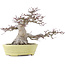 Acer palmatum, 24 cm, ± 30 years old, in a handmade Japanese pot by Hattori