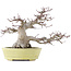 Acer palmatum, 24 cm, ± 30 ans, dans un pot japonais fait main par Hattori