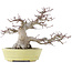 Acer palmatum, 24 cm, ± 30 years old, in a handmade Japanese pot by Hattori