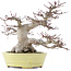 Acer palmatum, 24 cm, ± 30 years old, in a handmade Japanese pot by Hattori