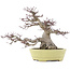 Acer palmatum, 24 cm, ± 30 años, en una maceta japonesa hecha a mano por Hattori