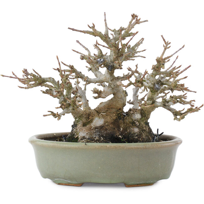 Acer buergerianum, 15 cm, ± 30 years old, in a pot with a small crack