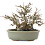 Acer buergerianum, 15 cm, ± 30 ans, en pot avec une petite fissure