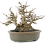 Acer buergerianum, 15 cm, ± 30 years old, in a pot with a small crack