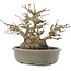 Acer buergerianum, 15 cm, ± 30 ans, en pot avec une petite fissure