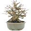 Acer buergerianum, 15 cm, ± 30 anni, in vaso con una piccola crepa