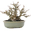 Acer buergerianum, 15 cm, ± 30 years old, in a pot with a small crack
