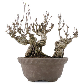 Akebia quinata, 20,5 cm, ± 20 ans