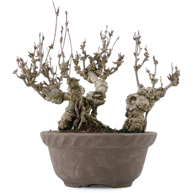 Akebia quinata, 20,5 cm, ± 20 ans