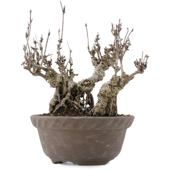 Akebia quinata, 20,5 cm, ± 20 anni