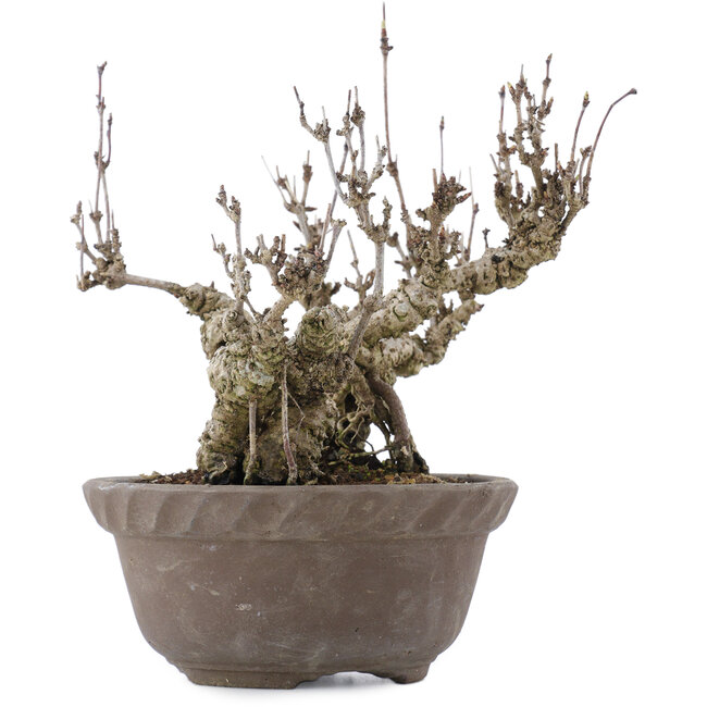 Akebia quinata, 20,5 cm, ± 20 jaar oud