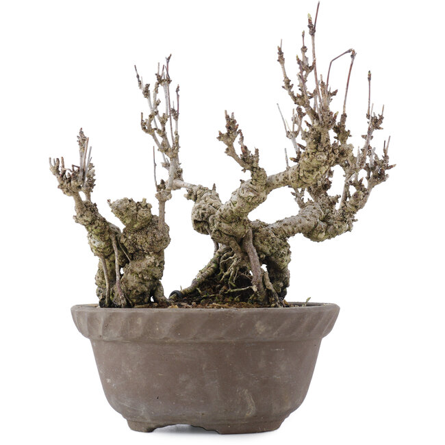 Akebia quinata, 20,5 cm, ± 20 años