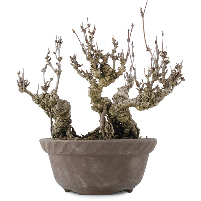 Akebia quinata, 20,5 cm, ± 20 años