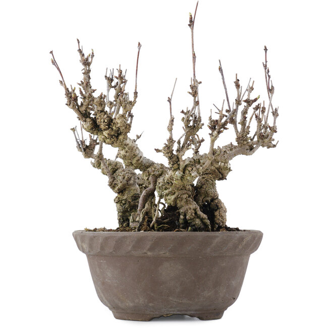 Akebia quinata, 20,5 cm, ± 20 ans