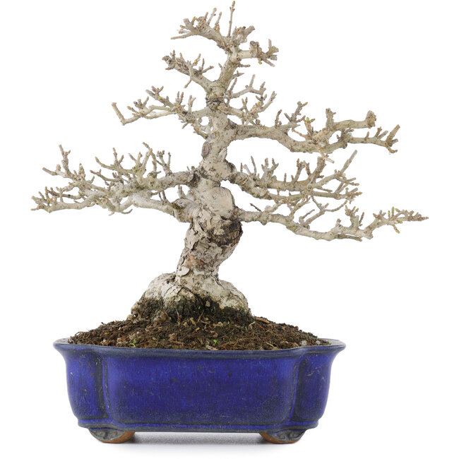 Ligustrum, 18,5 cm, ± 20 Jahre alt, in einem Topf mit Riss