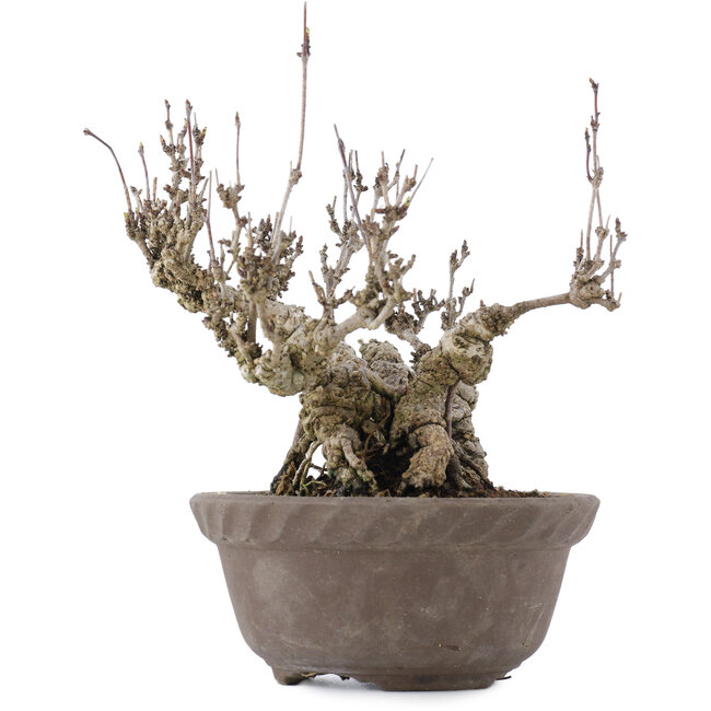 Akebia quinata, 20,5 cm, ± 20 ans