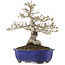 Ligustrum, 18,5 cm, ± 20 jaar oud, in pot met barst