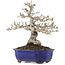Ligustrum, 18,5 cm, ± 20 years old, in a pot with a crack