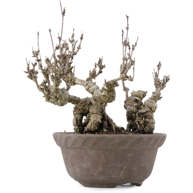 Akebia quinata, 20,5 cm, ± 20 ans