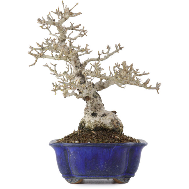 Ligustrum, 18,5 cm, ± 20 anni, in vaso con una fessura