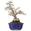 Ligustrum, 18,5 cm, ± 20 ans, en pot avec une fissure