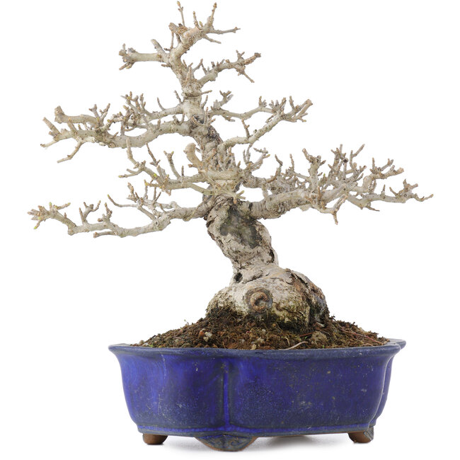 Ligustrum, 18,5 cm, ± 20 ans, en pot avec une fissure