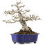 Ligustrum, 18,5 cm, ± 20 years old, in a pot with a crack