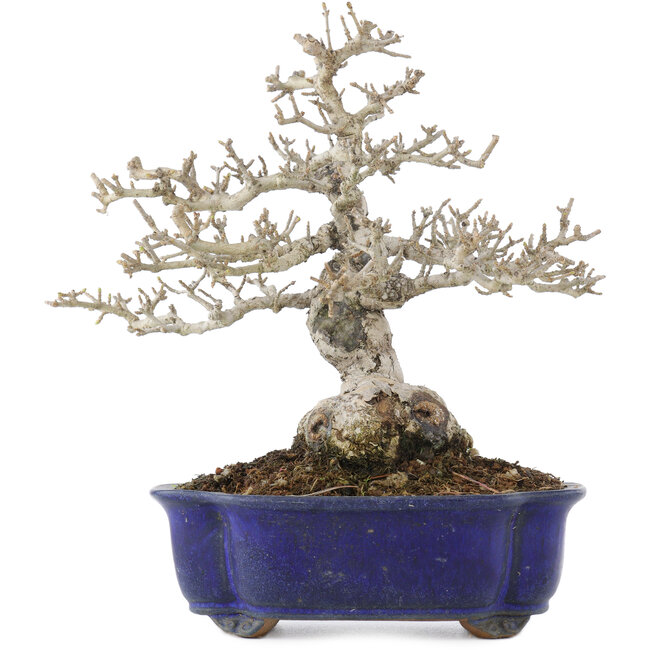 Ligustrum, 18,5 cm, ± 20 Jahre alt, in einem Topf mit Riss