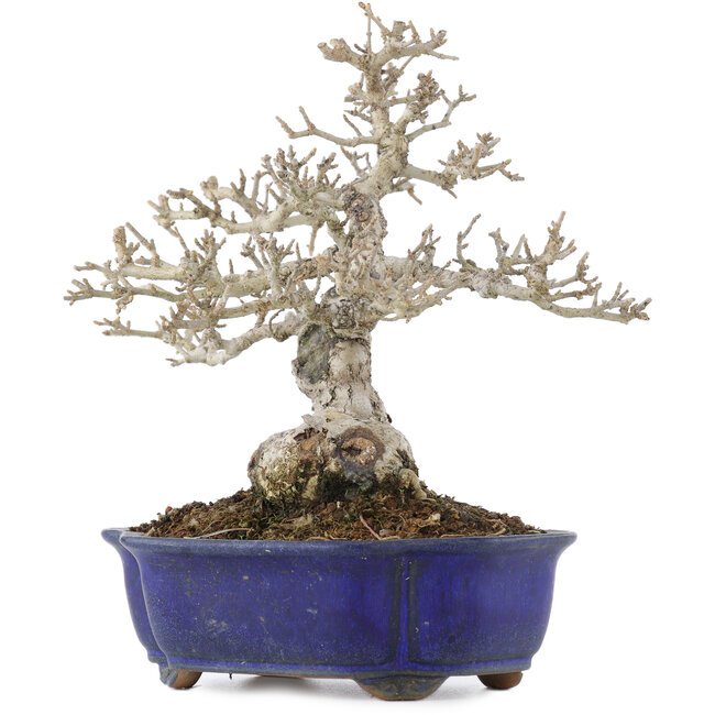 Ligustrum, 18,5 cm, ± 20 anni, in vaso con una fessura