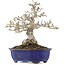 Ligustrum, 18,5 cm, ± 20 years old, in a pot with a crack