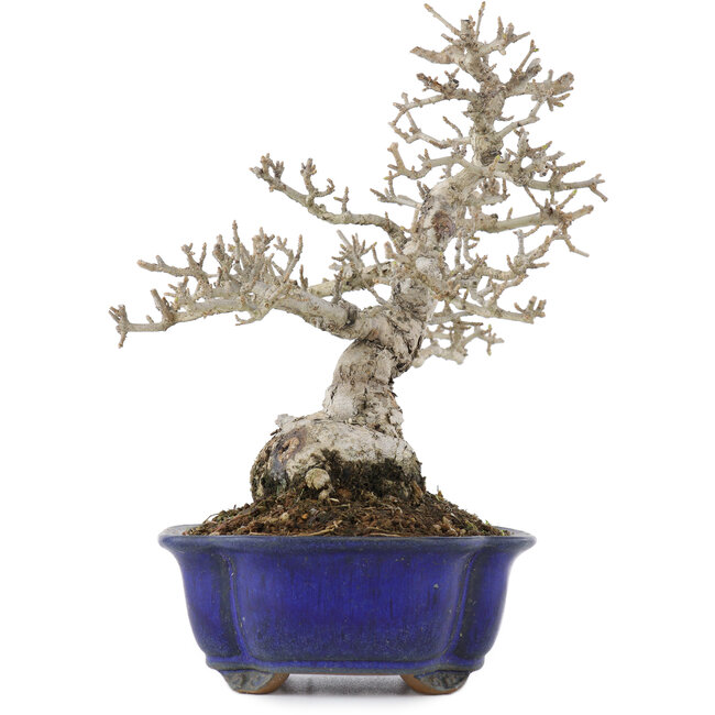 Ligustrum, 18,5 cm, ± 20 Jahre alt, in einem Topf mit Riss