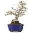 Ligustrum, 18,5 cm, ± 20 years old, in a pot with a crack