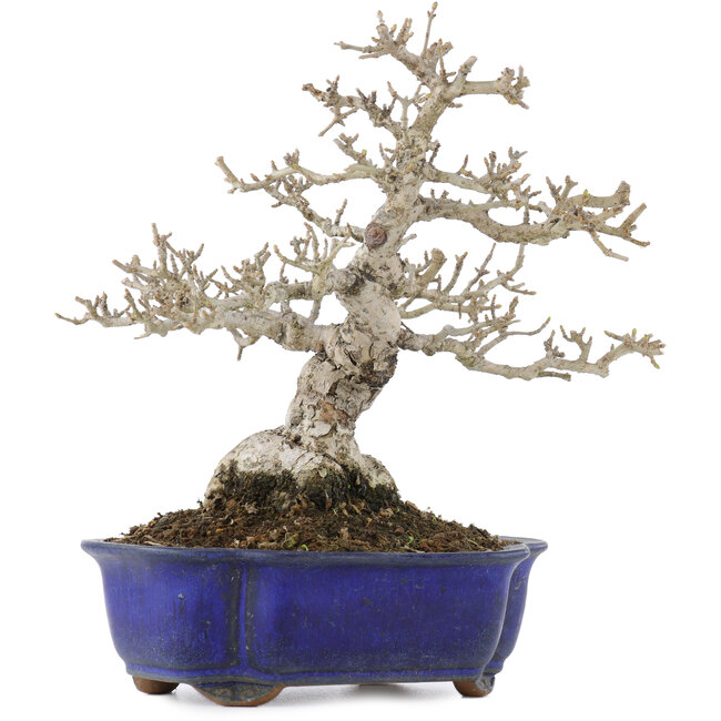 Ligustrum, 18,5 cm, ± 20 anni, in vaso con una fessura