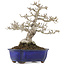 Ligustrum, 18,5 cm, ± 20 years old, in a pot with a crack