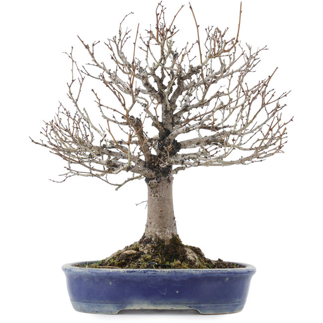 Zelkova serrata, 26,5 cm, ± 20 jaar oud